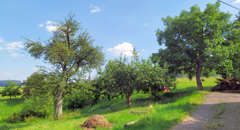 venkovské ovocné stromy